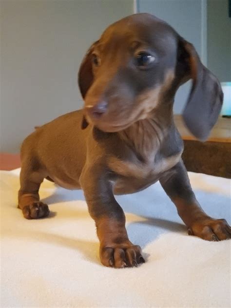 Dachshund puppies colorado - Current litter updates. We have a black and tan female available for $2,500. She is very playful but has a very personality. She was 2.5 lbs at her 8 week check up and checked out perfectly. She is ready to go to an approved home.